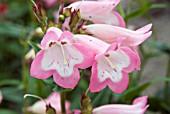 PENSTEMON FUJIYAMA