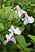 CLEMATIS VITICELLA BETTY CORNING
