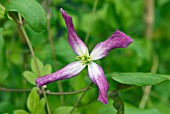 CLEMATIS X TRITERNATA RUBROMARGINATA