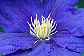 CLEMATIS BEAUTY OF WORCESTER