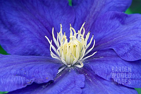 CLEMATIS_BEAUTY_OF_WORCESTER