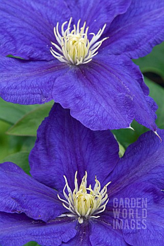 CLEMATIS_BEAUTY_OF_WORCESTER