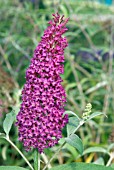 BUDDLEJA DAVIDII SUMMER BEAUTY