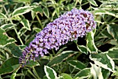 BUDDLEJA DAVIDII FLORENCE