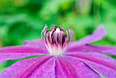 CLEMATIS BARBARA DIBLEY