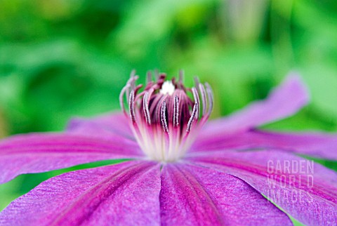 CLEMATIS_BARBARA_DIBLEY