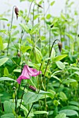 CLEMATIS ERIOSTEMON HEATHER HERSCHELL