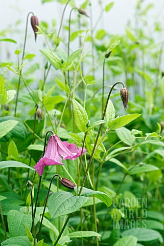 CLEMATIS_ERIOSTEMON_HEATHER_HERSCHELL