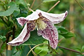 CLEMATIS CIRRHOSA VAR. PURPURASCENS FRECKLES