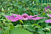 CLEMATIS BARBARA DIBLEY