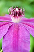 CLEMATIS BARBARA DIBLEY