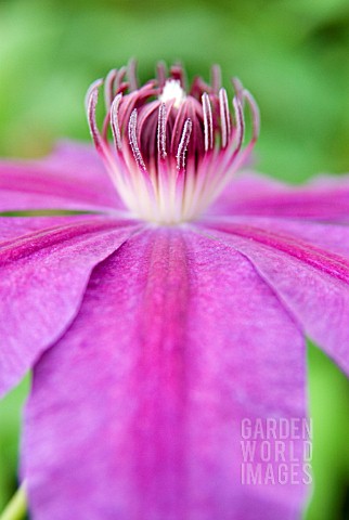 CLEMATIS_BARBARA_DIBLEY