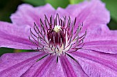 CLEMATIS BARBARA DIBLEY