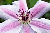 CLEMATIS NELLY MOSER