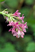 RIBES SANGUINEUM PULBOROUGH SCARLET (FLOWERING CURRANT)