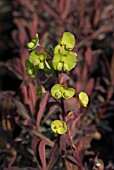 EUPHORBIA AMYGDALOIDES PURPUREA