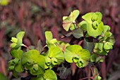 EUPHORBIA AMYGDALOIDES PURPUREA