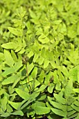 OSMUNDA REGALIS (ROYAL FERN)