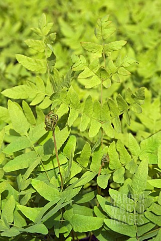 OSMUNDA_REGALIS_ROYAL_FERN