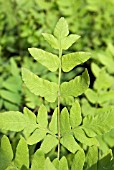 OSMUNDA REGALIS (ROYAL FERN)