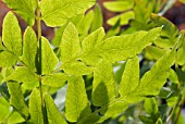 OSMUNDA REGALIS (ROYAL FERN)