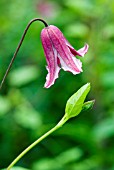 CLEMATIS TEXENSIS ETOILE ROSE