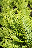 DRYOPTERIS CRISPA CRISTATA (SHIELD FERN)