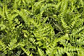 POLYPODIUM VULGARE (COMMON POLYPODY)