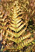 DRYOPTERIS CRISPA CRISTATA (SHIELD FERN)