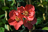 CHAENOMELES SUPERBA PINK LADY(AGM)