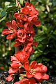 CHAENOMELES x SUPERBA KNAP HILL SCARLET (AGM)