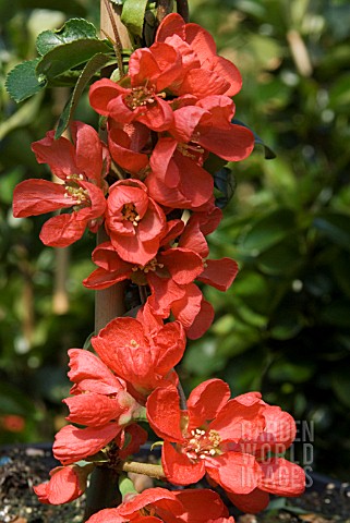 CHAENOMELES_x_SUPERBA_KNAP_HILL_SCARLET_AGM