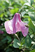 CLEMATIS ALIONUSHKA