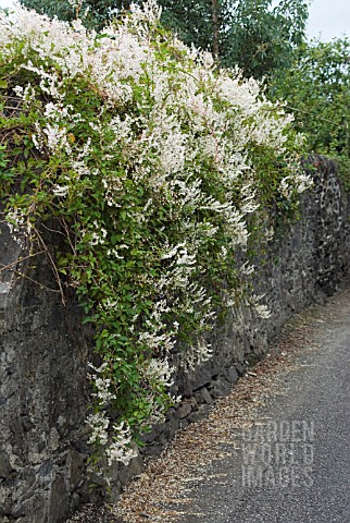 FALLOPIA_BALDSCHUANICA
