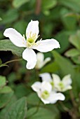 CLEMATIS MONTANA WILSONII