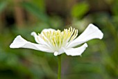 CLEMATIS MONTANA WILSONII