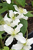 CLEMATIS MONTANA WILSONII