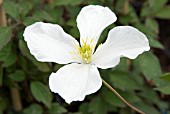 CLEMATIS MONTANA GRANDIFLORA