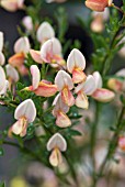 CYTISUS ZEELANDIA (BROOM ZEELANDIA)