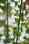 CYTISUS PRAECOX ALBUS