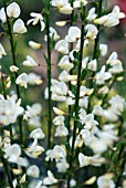 CYTISUS PRAECOX ALBUS