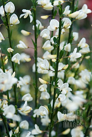 CYTISUS_PRAECOX_ALBUS