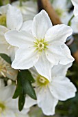 CLEMATIS CARTMANII WHITE ABUNDANCE