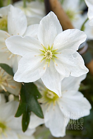 CLEMATIS_CARTMANII_WHITE_ABUNDANCE