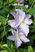 CLEMATIS BLUE ANGEL