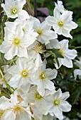 CLEMATIS CARTMANII WHITE ABUNDANCE