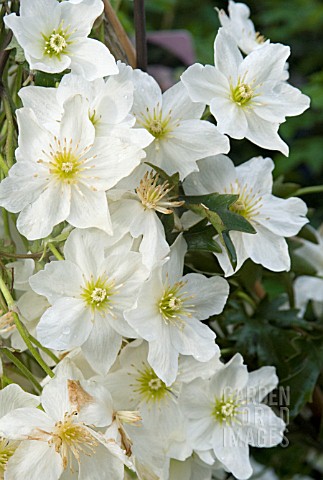 CLEMATIS_CARTMANII_WHITE_ABUNDANCE