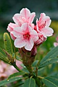 RHODODENDRON STRAWBERRY SUNDAE