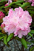 RHODODENDRON YAKUSHIMANUM MORNING CLOUD