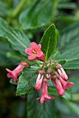 ESCALLONIA RUBRA VAR. MACRANTHA